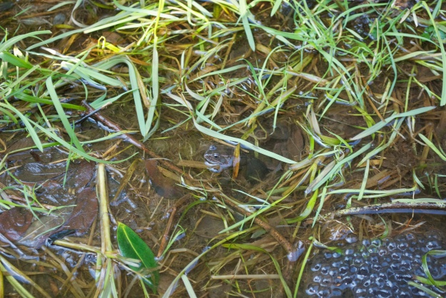 Frog spawn- Do you see the frog?