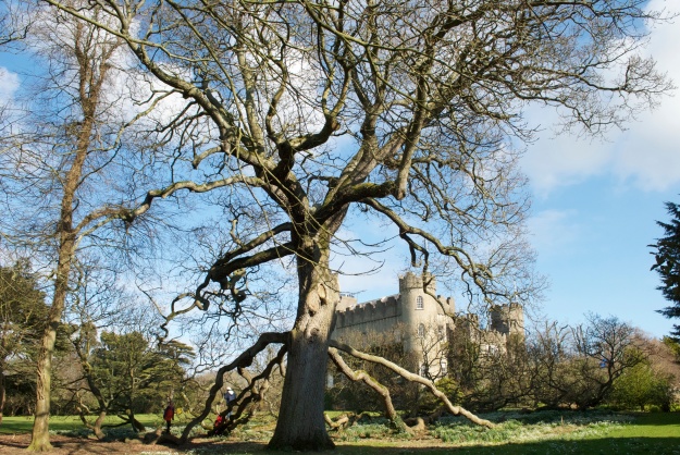 One of the oldest trees in Dublin