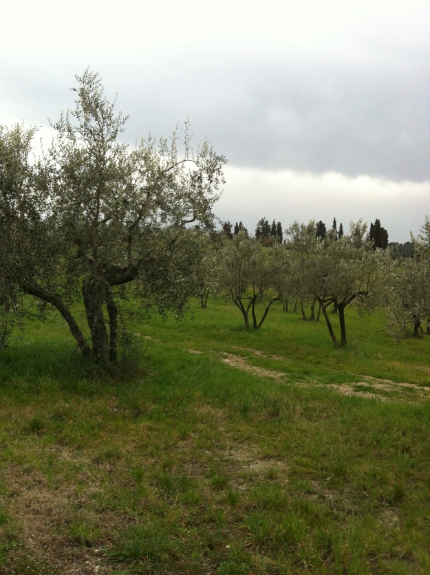 Olive groves at Ancora del Chianti